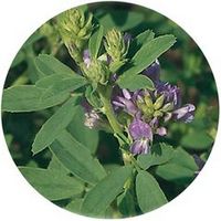 Alfalfa: Medicago Sativa