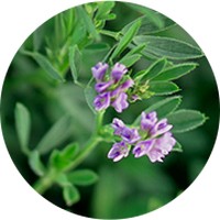 Alfalfa: Medicago Sativa