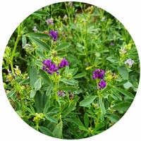 Alfalfa - Lucerne: Medicago Sativa