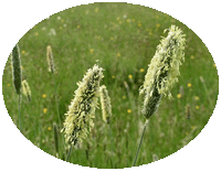 Alopecurus Pratensis - Cola de Zorro