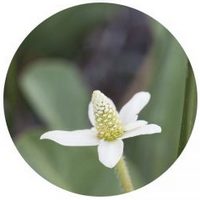 Anemopsis Californica