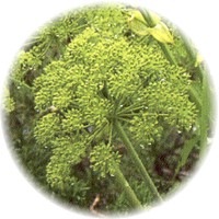 Angelica Archangelica