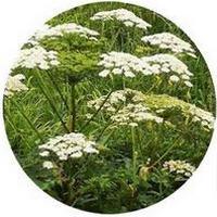 Angelica Archangelica