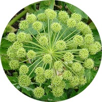 Angelica Archangelica