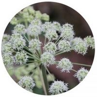 Angelica Archangelica