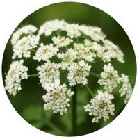 Angelica Archangelica