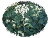 Angelica Sylvestris