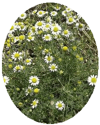 Anthemis Cotula