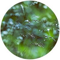 Anthoxanthum Odoratum - Pasto oloroso