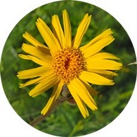 Arnica Montana