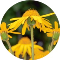 Arnica Montana