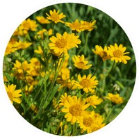 Arnica Montana
