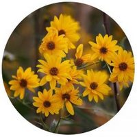 Arnica Mexicana - Heterotheca Inuloides