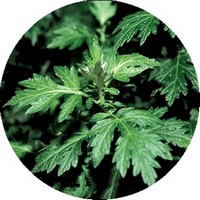 Artemisa-Artemisia Vulgaris