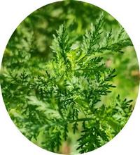 Artemisa-Artemisia Vulgaris