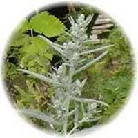 Artemisa-Artemisia Vulgaris