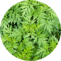Artemisa-Artemisia Vulgaris