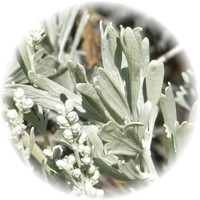 Artemisia Tridentata