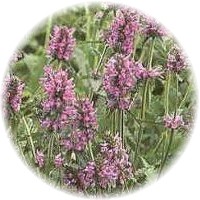 Betonica Officinalis
