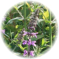 Betonica Officinalis