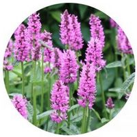 Betonica Officinalis