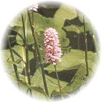 Polygonum Bistorta