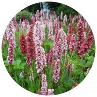 Polygonum Bistorta