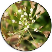 Bolsa de Pastor - Capsella Bursa-Pastoris - Shepherds Purse
