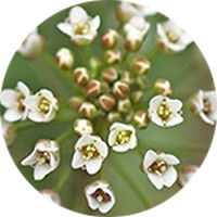 Bolsa de Pastor - Capsella Bursa-Pastoris - Shepherds Purse