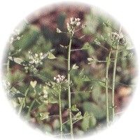 Bolsa de Pastor - Capsella Bursa-Pastoris - Shepherds Purse
