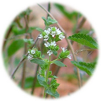 Bolsa de Pastor - Capsella Bursa-Pastoris - Shepherds Purse