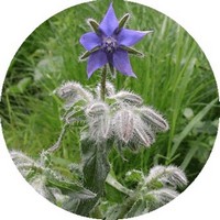 Borraja - Borago Officinalis