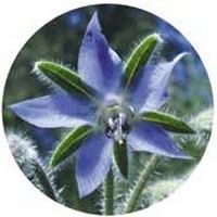 Borraja - Borago Officinalis