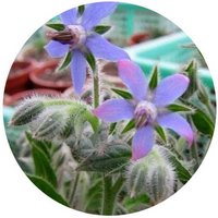 Borraja - Borago Officinalis
