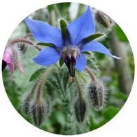 Borraja - Borago Officinalis
