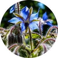 Bourrache - Borage - Borago Officinalis