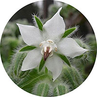 Bourrache - Borage - Borago Officinalis