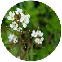 Cardamine Leucantha