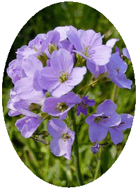 Cardamine Pratensis