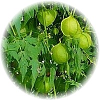 Cardiospermum Halicacabum