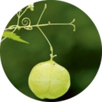 Cardiospermum Halicacabum