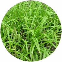 Carex