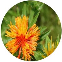 Cartamo o Alazor-Carthamus