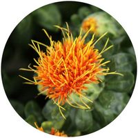 Cartamo - Safflower-Carthamus