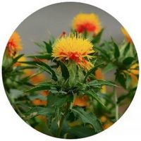 Cartamo - Safflower-Carthamus