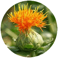 Cartamo - Safflower-Carthamus