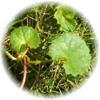 Centella: Hydrocotyle Asiatica