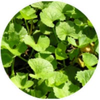 Centella: Hydrocotyle Asiatica