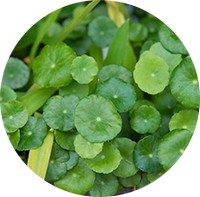 Centella Asiatica