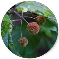 Cephalanthus Occidentalis - Buttonbush